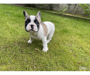French Bull For Sale
