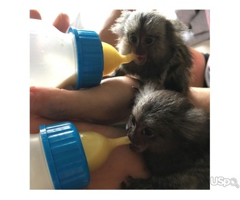 Finger monkey for adoption