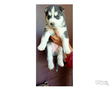 Siberian husky puppy for Rehoming