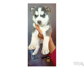 Siberian husky puppy for Rehoming