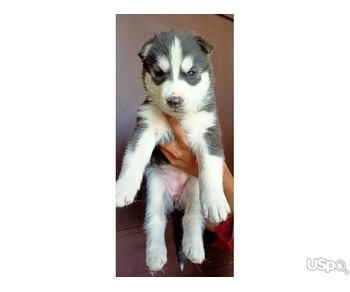 Siberian husky puppy for Rehoming