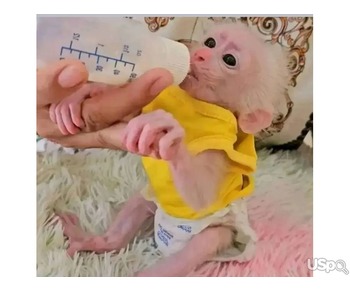 Pigtail macaque monkey for adoption