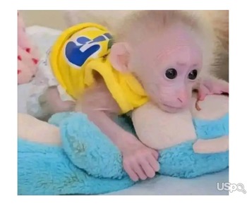 Pigtail macaque monkey for adoption