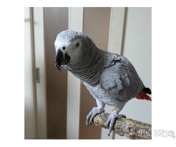 African Grey Parrot Already speaking