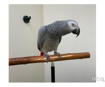 Big African Grey Parrots Ready