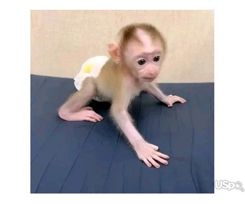 Pigtail macaque monkey for adoption