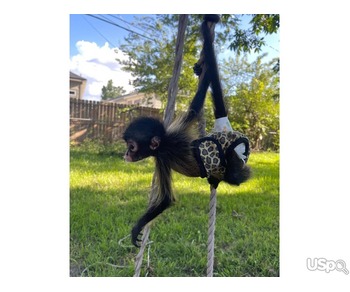 Spider monkey for sale