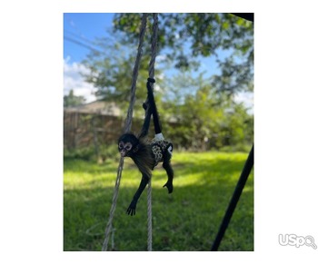 Spider monkey for sale