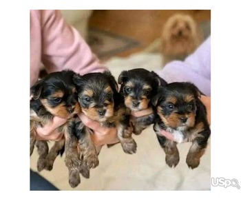 Rottweiler puppies for Adoption