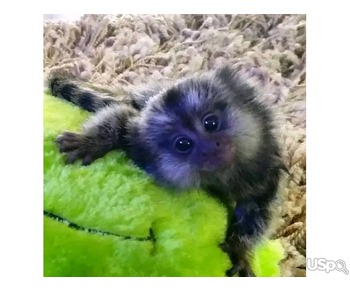 Marmoset monkeys for sale
