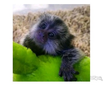 Marmoset monkeys for sale