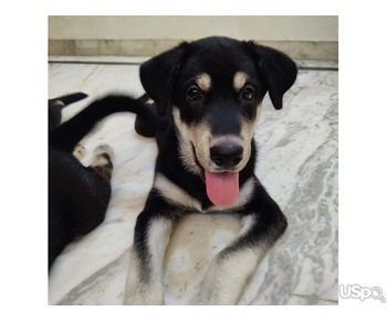 Labisky puppy for Adoption