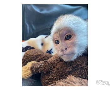 White face capuchin monkey