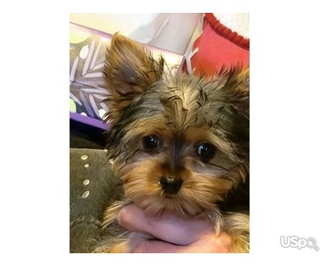 Yorkshire terrier puppy for adoption