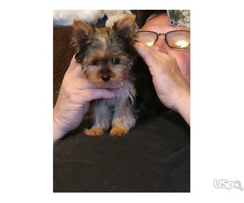 Yorkshire terrier puppy for adoption
