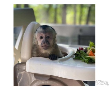 Capuchin monkey for Adoption