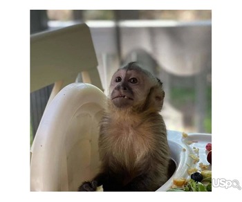Capuchin monkey for Adoption
