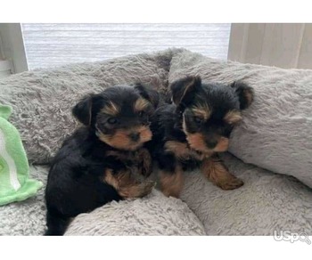 Dachshund puppies for Adoption