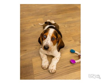Basset Hounds available