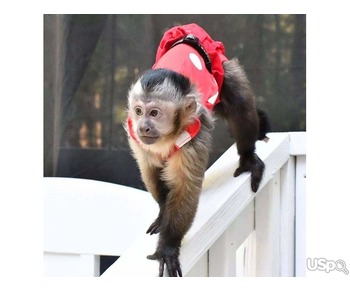 Capuchin monkey for Rehoming