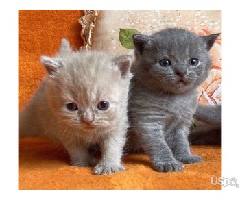 We Trained British Shorthair Kittens For Adoption