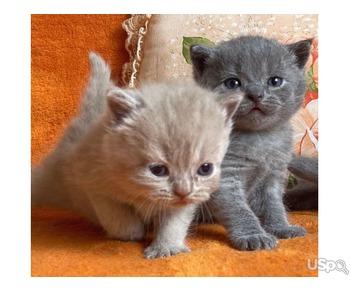 We Trained British Shorthair Kittens For Adoption