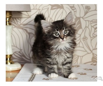 Norwegian Forest Kittens For Sale