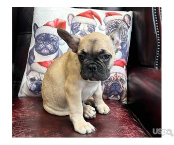 Blue French Bulldog Puppy’s For Sale