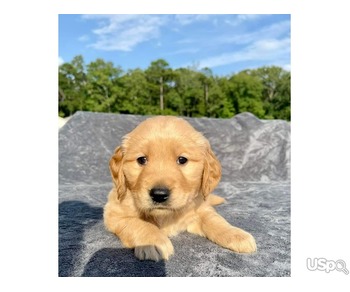 Golden Retriever puppy for Adoption