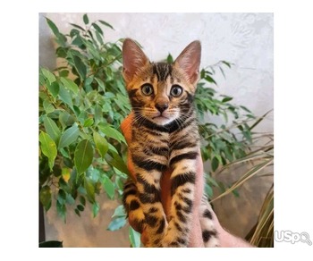 Bengal kitten for Rehoming