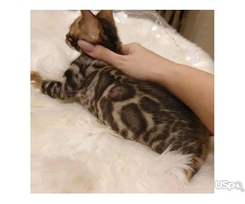 Bengal kitten for Rehoming