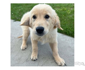 Labrador Retriever puppy for Adoption