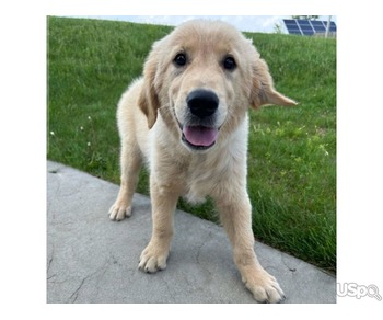 Labrador Retriever puppy for Adoption
