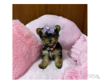 Yorkies now ready for new homes