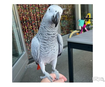 Talking African Gray Parrots For Adoption