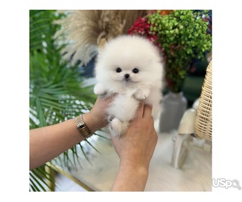 Teacup Pomeranian puppies 3 boys and 2 girls available for sale