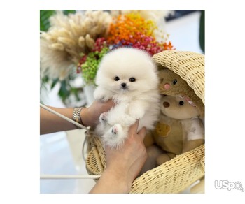 Teacup Pomeranian puppies 3 boys and 2 girls available for sale