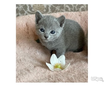 Purebred Russian Blue Kittens For Sale