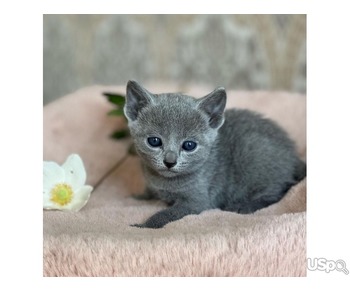 Purebred Russian Blue Kittens For Sale