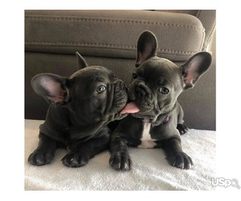 Mini French bulldog puppies for sale