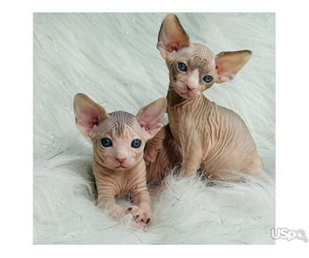 Two Lovely Sphynx kittens For Sale