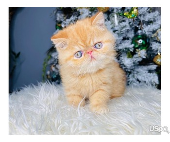 Quality Pedigree Persian Kittens For Sale