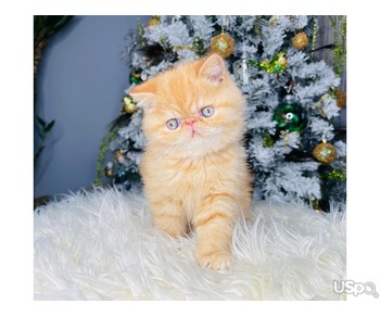 Quality Pedigree Persian Kittens For Sale