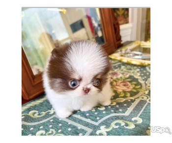 Get your playmate lovely tiny Pomeranian