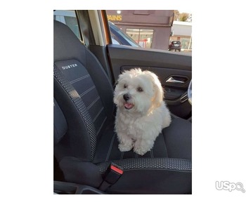 Amazing maltese for Rehoming