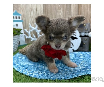 ADORABLE CHIHUAHUA PUPPIES FOR ADOPTION