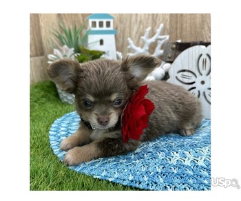 ADORABLE CHIHUAHUA PUPPIES FOR ADOPTION