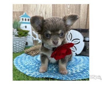 ADORABLE CHIHUAHUA PUPPIES FOR ADOPTION