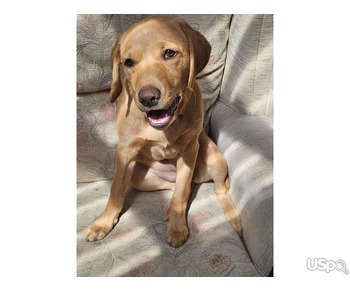 Labrador Retriever for Adoption