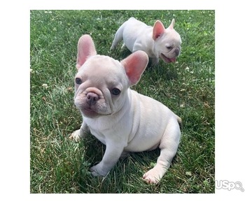 Adorable French bulldog for adoption